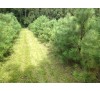 Сосна желтая (Pinus ponderosa) С2